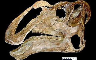 報告：新種鴨嘴恐龍化石在美國猶他州發現