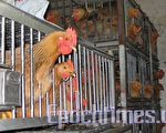 美科学家发现H5N1禽流感变种 更易传人