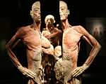 令人不忍睹的塑化屍體展。圖為一位被切成兩半的年輕男子，其身後另有一具男子屍體。（Getty Images）