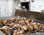 俄罗斯禽流感  扑杀50万鸡鸭