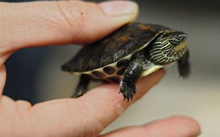 中国软壳龟濒临灭绝 警示全球物种危机