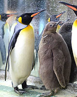 网路票选 北市动物园国王企鹅命名黑噜噜