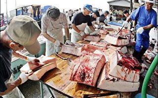 南韩史上第一　查获五十多公吨非法冷冻鲸肉