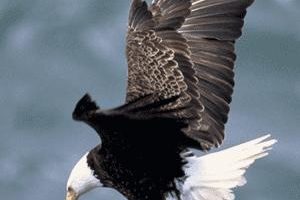 马州成功挽救濒临绝种秃头鹰