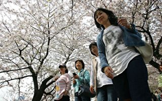 组图：韩国首尔樱花盛开 美不胜收
