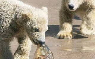 加拿大北极熊面临灭绝