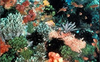 气候变化  珊瑚礁先知