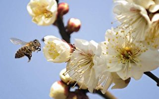 逾36%美国商业蜂巢死亡 将影响粮食收成