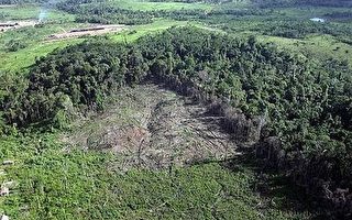 无视森林砍伐警钟　巴西研拟亚马逊开发计划