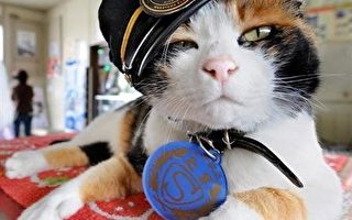 神奇的猫国度 日本电铁请花猫当站长