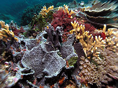 綠島未設汙水處理  專家擔心珊瑚受影響
