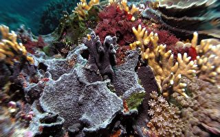 綠島珊瑚染黑病蔓延迅速  肇因不明