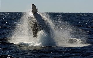 南澳观赏鲸鱼季节已开始