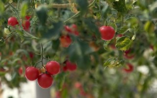 研究：脱水蕃茄具治疗前列腺癌功效