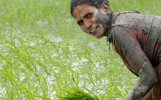 破解稻米吸毒基因穀物含砷問題可望解決