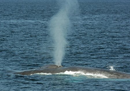 加州長堤海岸太平洋外海上的藍鯨。(ROBYN BECK/AFP/Getty Images)