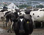 母牛的力量:排泄物變能源 可發電可減炭