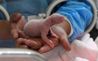 成都新出生四只熊猫宝宝