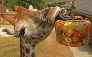 组图:伦敦动物园 长颈鹿吃水果冰块