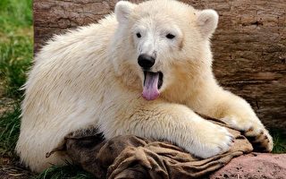 組圖：德國北極熊寶寶「雪花」初長成