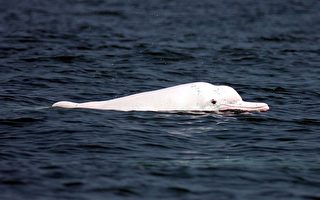 環團為白海豚陳情 農委會承諾月內研商