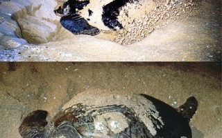 解台湾绿蠵龟身世谜 学者吁兰屿设保育区