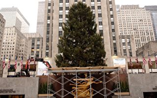 奇迹圣诞树抵洛克菲勒广场