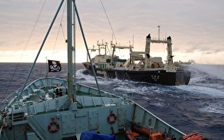 日本捕鯨船低調出航 海岸警衛隊未隨行