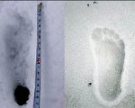 日本雪人計畫所發現的疑似雪人腳印(左)和人類腳印(右)的比對。 (圖片來源:法新社)