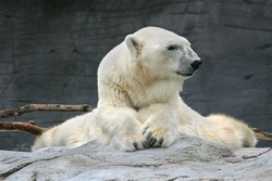 日本动物园不辨雌雄　为北极熊找伴摆乌龙