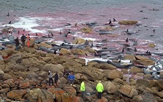 澳洲再发生鲸鱼搁浅 150余头死亡