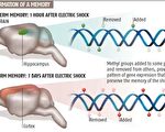 任百鳴﹕由科學最新發現「人類記憶存儲在DNA中而非大腦」所想到的