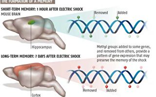 任百鸣﹕由科学最新发现“人类记忆存储在DNA中而非大脑”所想到的