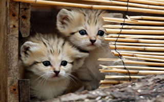 手續齊備 南京5000隻貓被賣到廣州做菜