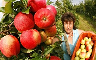 研究：苹果能有效预防心血管疾病