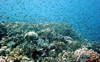 大堡礁珊瑚生長減緩 海洋生態大浩劫