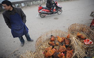 中国宣布新禽流感死亡病例  一个月来第四例