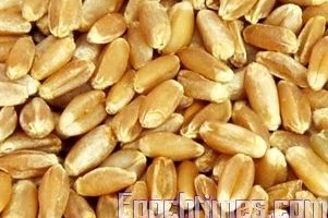 食材小窍门：神奇小麦(四)春麦与冬麦