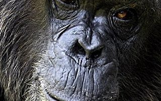 科学家：黑猩猩智力高  会修改工具钓白蚁