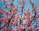 图/ 樱花 摄/ 文明明 大纪元