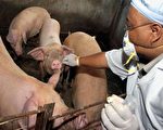 2005年，中国大陆湖南首次检测到疫区猪只带禽流感病毒，台湾中兴大学兽医微生物学研究所教授张柏俊曾接受本报记者专访时表示，禽流感病毒要进入细胞有一个“接受体”作为门户，禽类是2,3糖蛋白，人是2,6糖蛋白，猪是两者都有，所以猪的细胞可以接受禽的病毒，也可以接受人的病毒。所以禽流感的病毒极有可能在猪的体内适应并重组，产生新的病毒。（GettyImages）