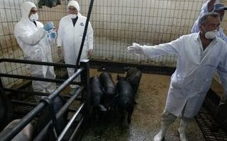 新型流感蔓延 世卫吁人小心不要传给猪