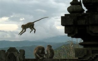 研究：猴子懂得错误中学习 也懂得冒风险