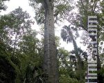 组图：美国最古老最大的柏树
