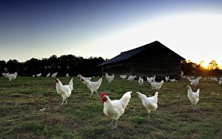 美城市农民兴起 后院养鸡成全国现象
