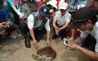 保育有成  澎湖野放5隻綠蠵龜