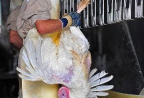 智利火鸡染H1N1 联合国吁注意家禽