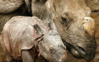 組圖：德國紐倫堡動物公園迎接犀牛寶寶