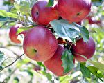 木村秋则－日本纯天然栽培苹果第一人