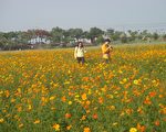 原来官田这么美,菱角节花海,游客表示到此一游,相当值得。(摄影:陈勤/大纪元)